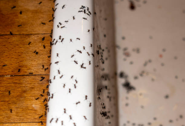 Best Pest Prevention Services  in Merriam Woods, MO