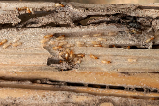 Best Pest Control Near Me in Merriam Woods, MO